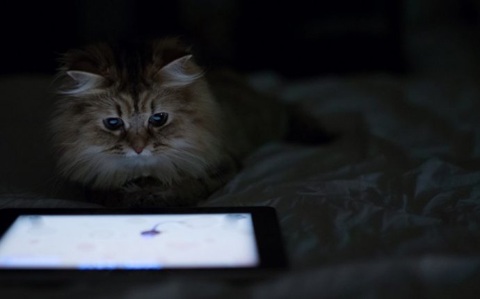 Как развлечь своего кота: специальные игры для планшетов на